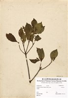 藏品(日本灰木)的圖片